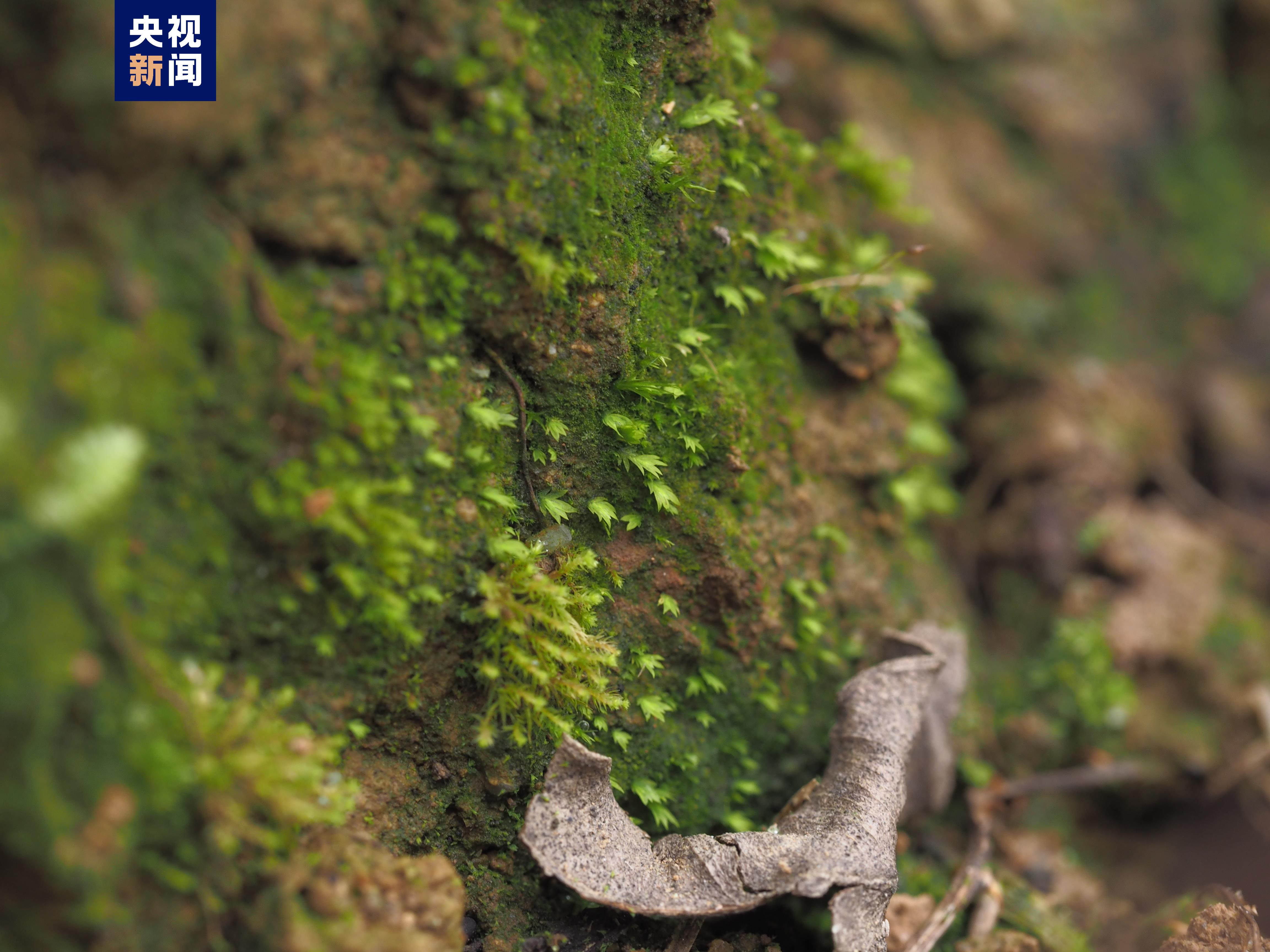 成都发现5种四川新记录苔藓物种