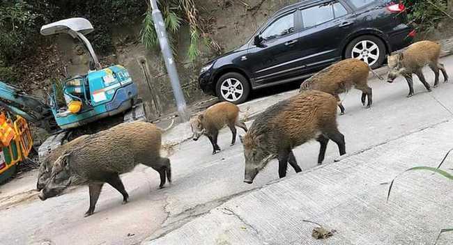 汽车撞死野猪能领赏金吗？南京回应