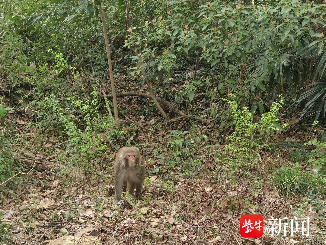 女子救下猕猴养半年 官方：涉嫌违法