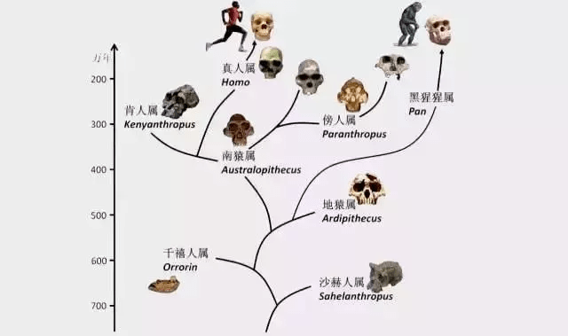 新澳门特免费大全,动态调整策略执行_微型版26.673