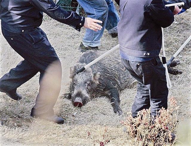 律师谈野猪闯入民宅撕咬老人