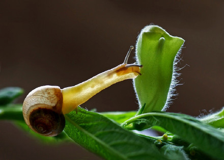 上海一学校食堂吃出青虫蜗牛