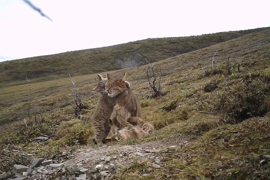 九寨沟发现荒漠猫