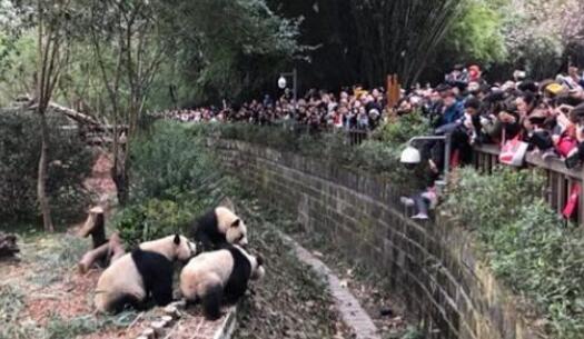 女子熊猫基地拉横幅引发争议，事件背后的反思与启示