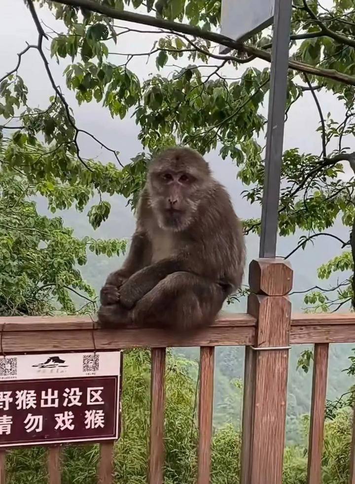 景区回应游客与野生猴子打架事件，探索人猴和谐共处之道