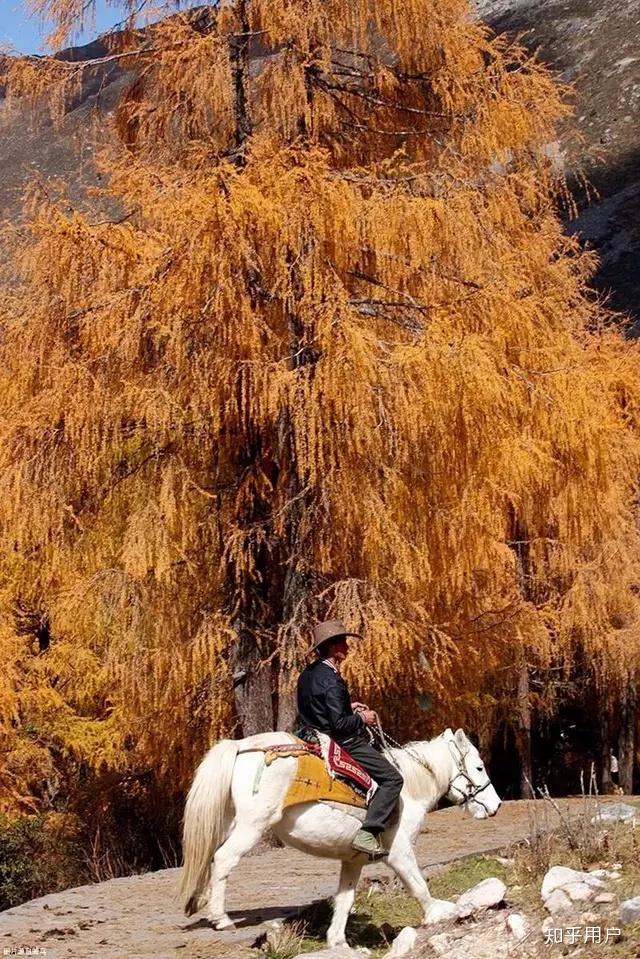 网友西藏林芝偶遇姜子牙坐骑，神秘之旅揭秘传奇经历