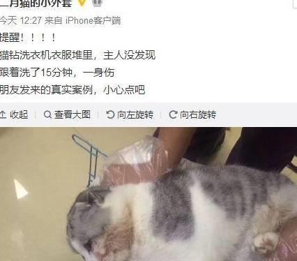 猫被困洗衣机两分钟，惊险被发现时刻