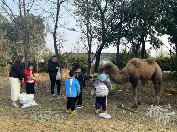 杭州高架桥下惊现骆驼，城市与自然的和谐交融奇迹