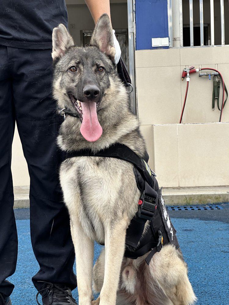 警犬幺幺零一岁庆典，成长里程碑回顾