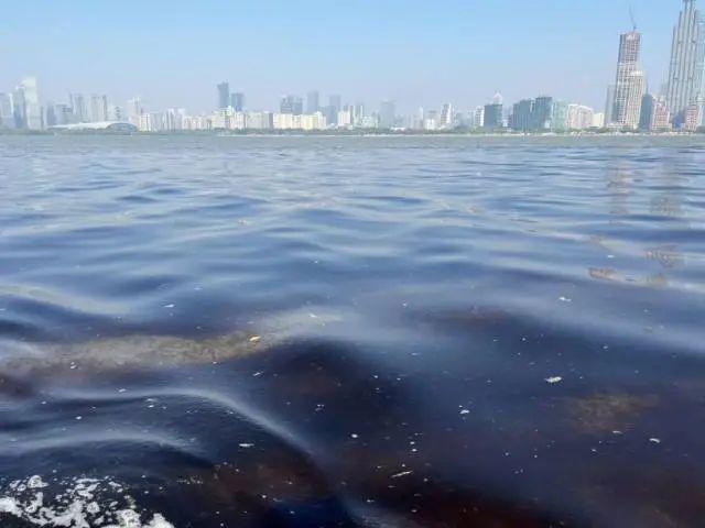 海洋新现象揭秘，多地海边神秘爆爆珠探寻之旅