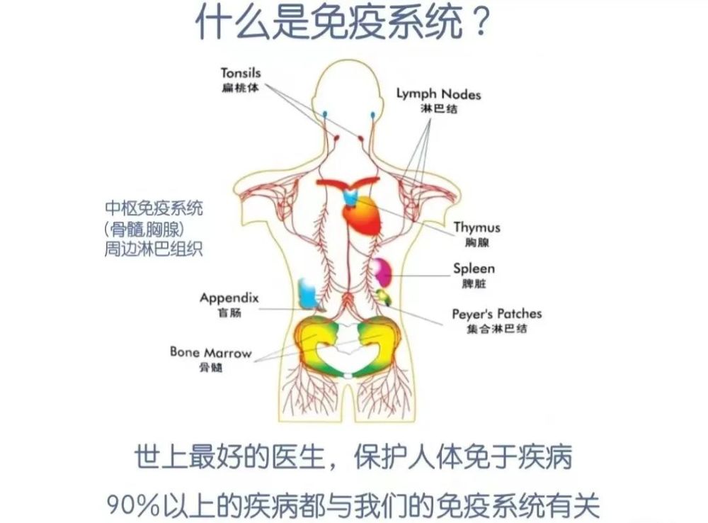 皮肤揭秘，人体最大免疫器官的力量与奥秘