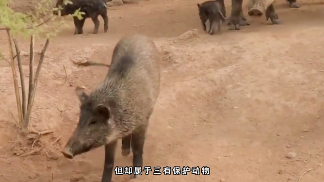 大学生打野猪遭遇电击身亡事件引发多方回应与社会反思