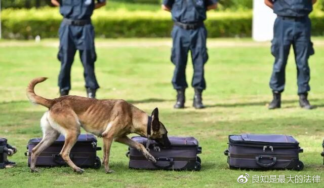 警犬失职，点名通报批评背后的故事